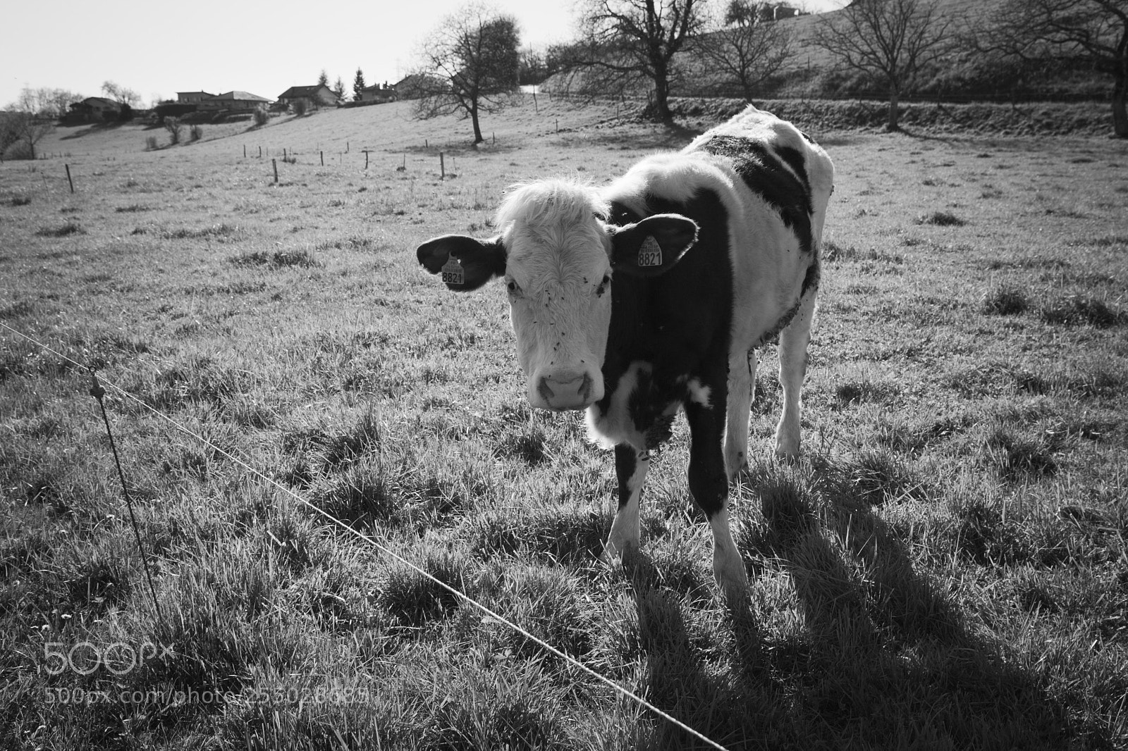 Canon EOS 5D Mark II sample photo. Happy cow photography