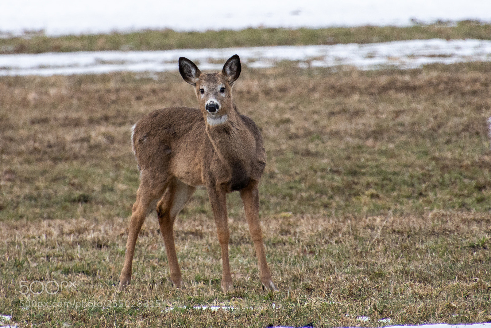 Nikon D7200 sample photo. Deer in field photography