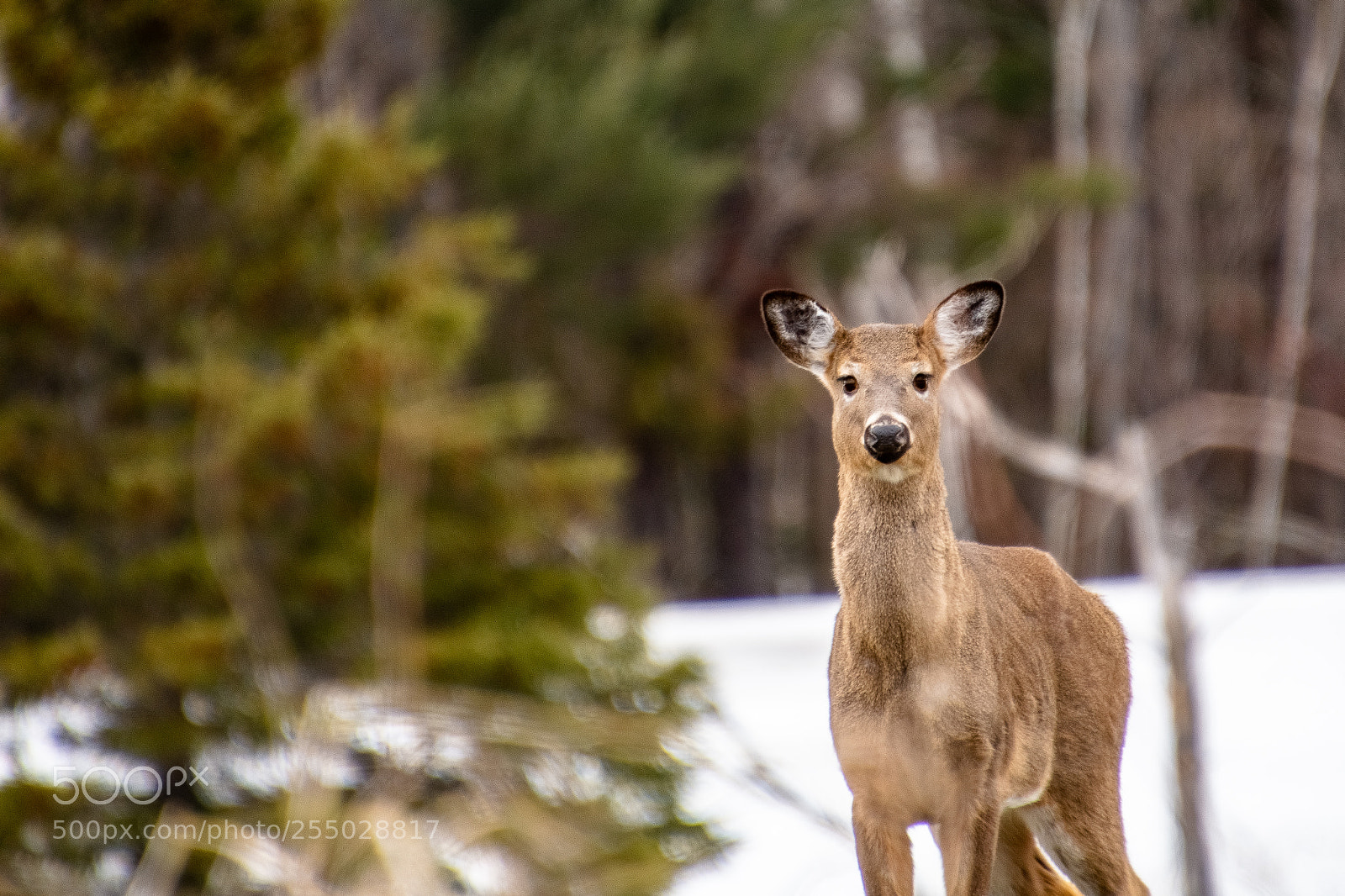 Nikon D7200 sample photo. Deer in field photography