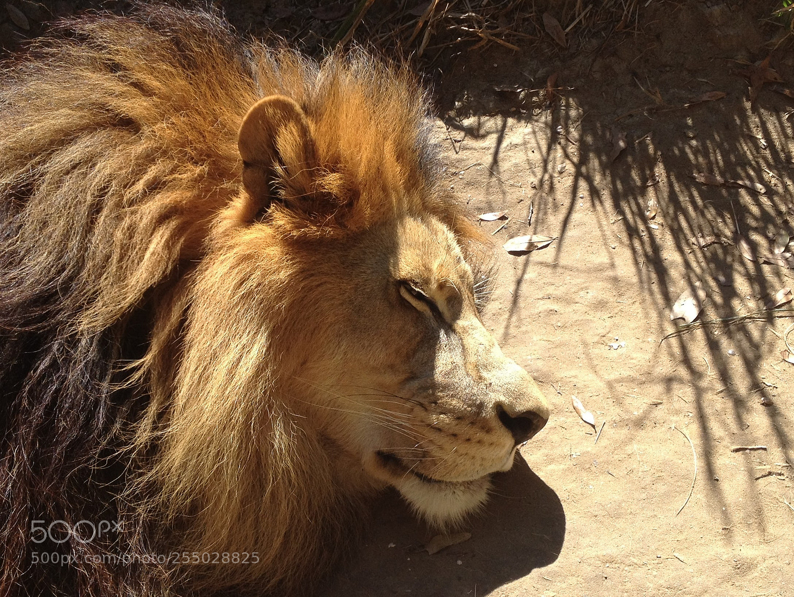 Apple iPhone 4S sample photo. Joseph sleeping photography