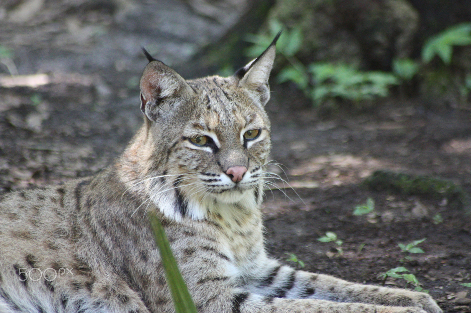 Sigma 70-300mm F4-5.6 APO DG Macro sample photo. Lovey bobcat photography