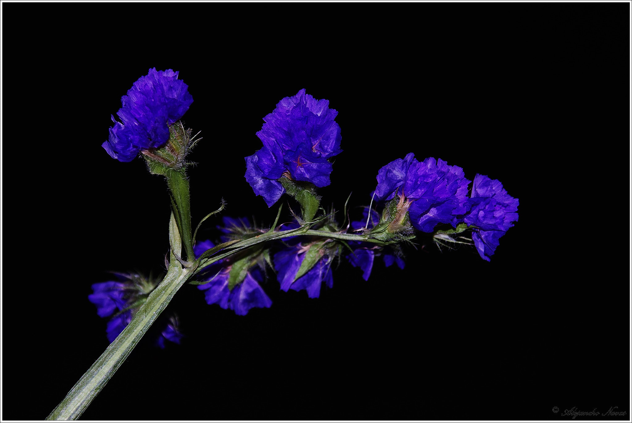 Pentax K-S2 sample photo. Azul y negro photography