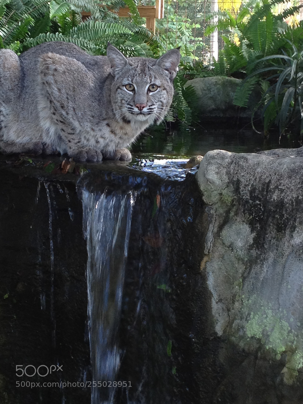 Apple iPhone 4S sample photo. Max waterfall photography