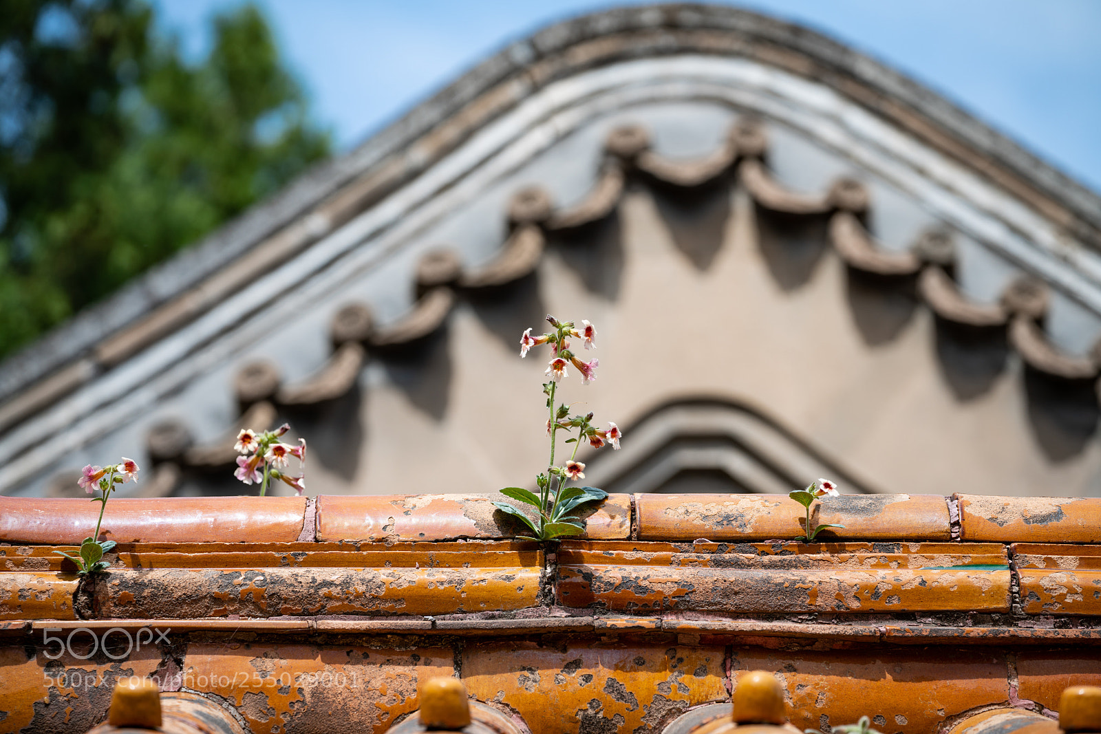 Sony a7R III sample photo. Floweret on a wall photography