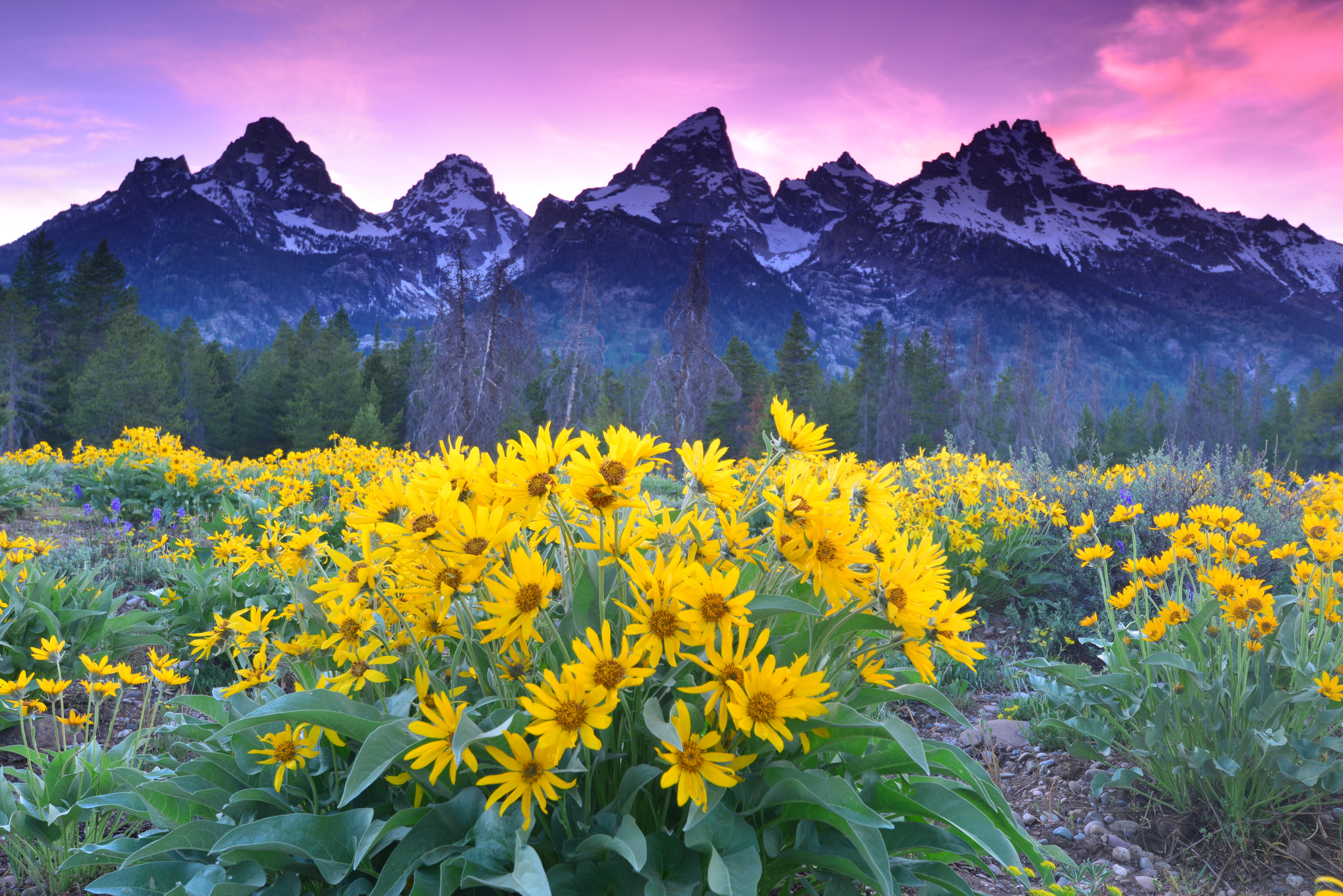 Nikon AF-S Nikkor 16-35mm F4G ED VR sample photo. Springtime at grand teton photography
