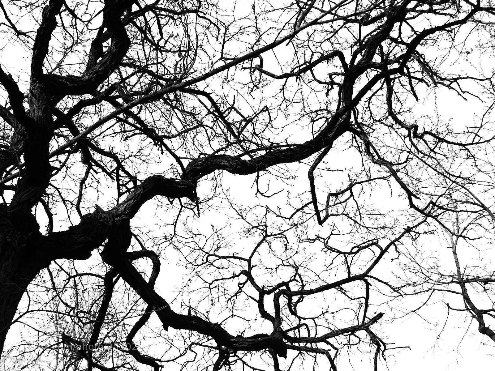 Olympus OM-D E-M1 sample photo. B&w photography