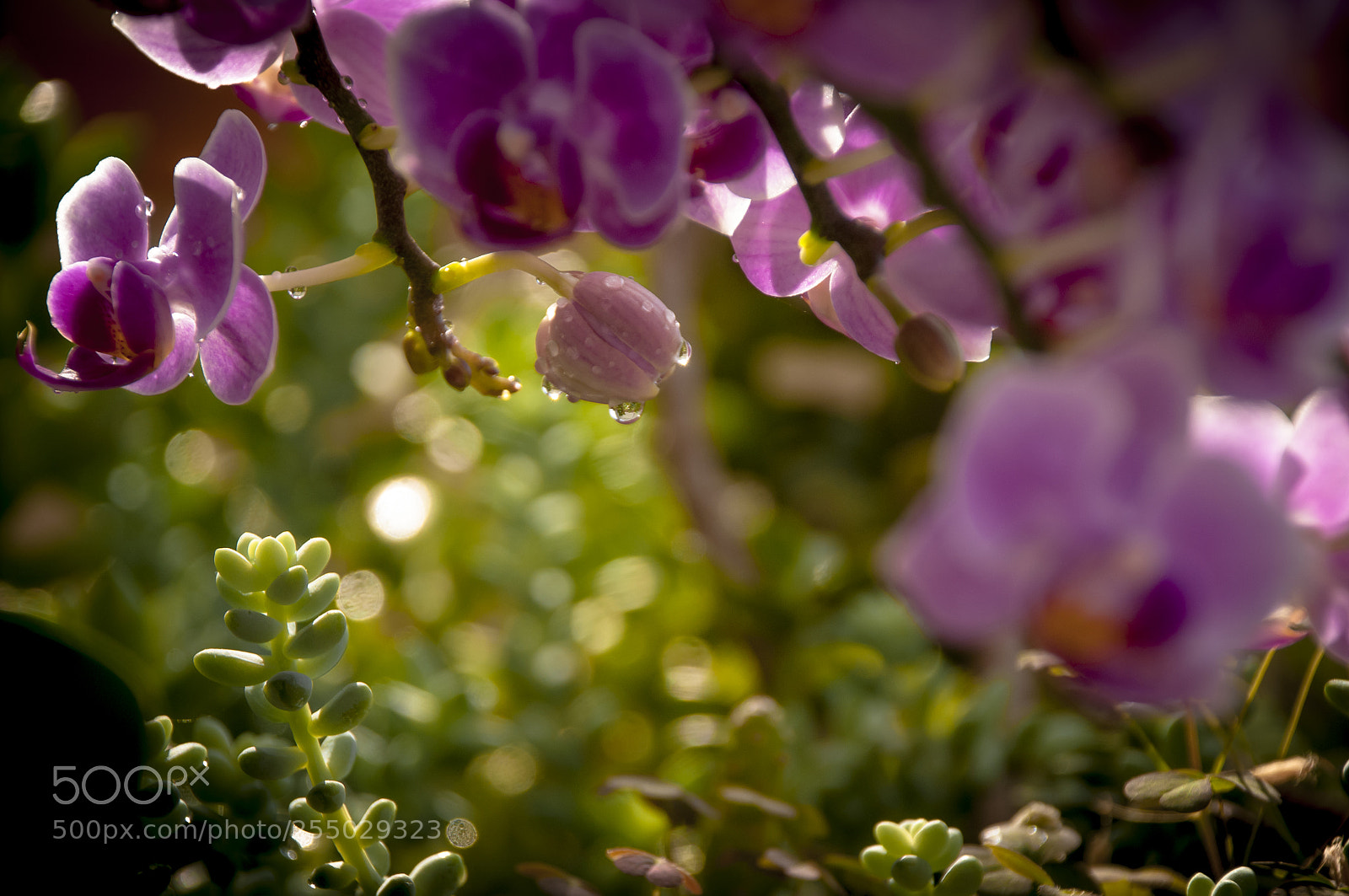 Nikon D300 sample photo. Orchidea photography