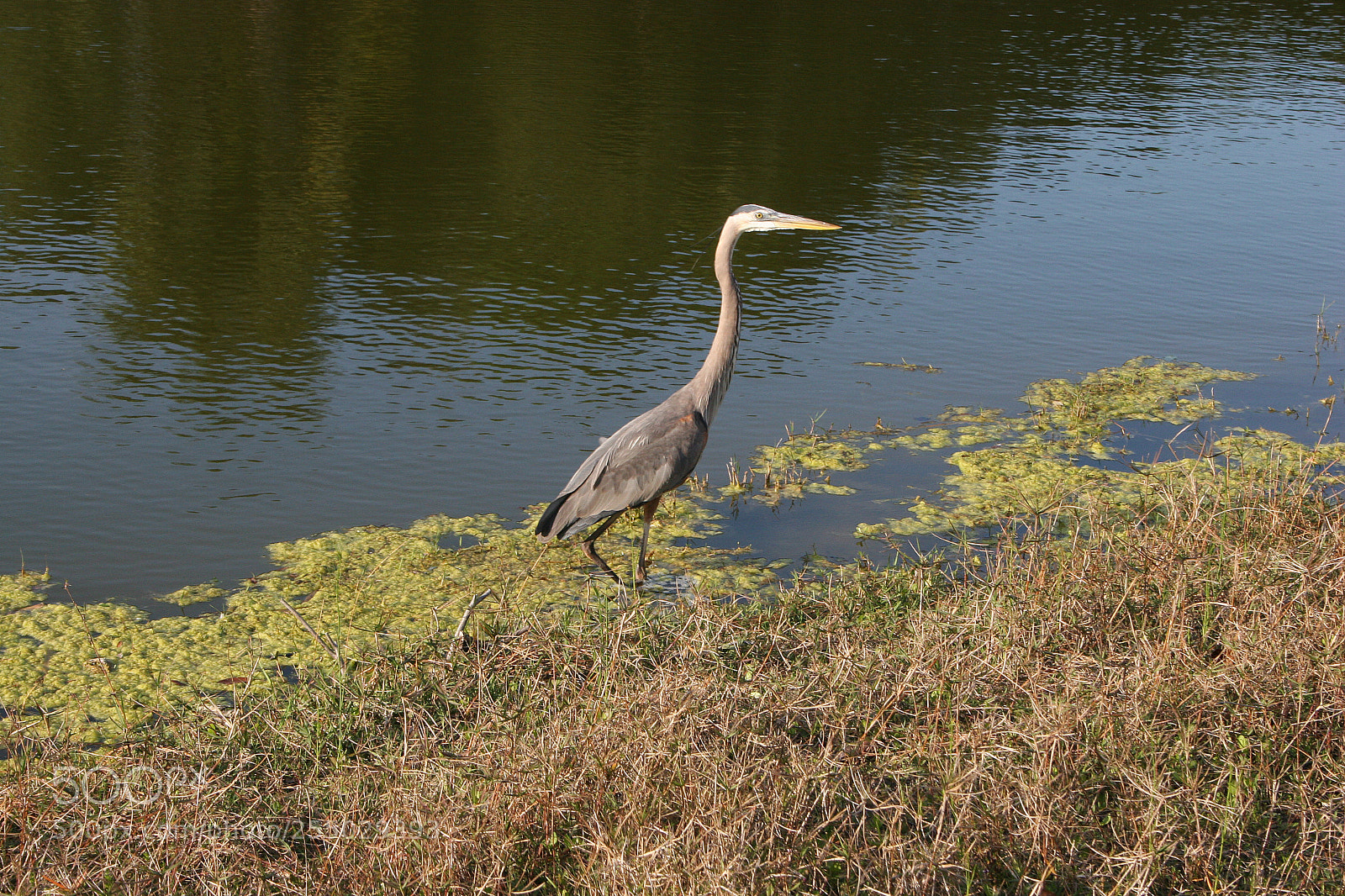 Canon EOS 20D sample photo. Great blue heron photography