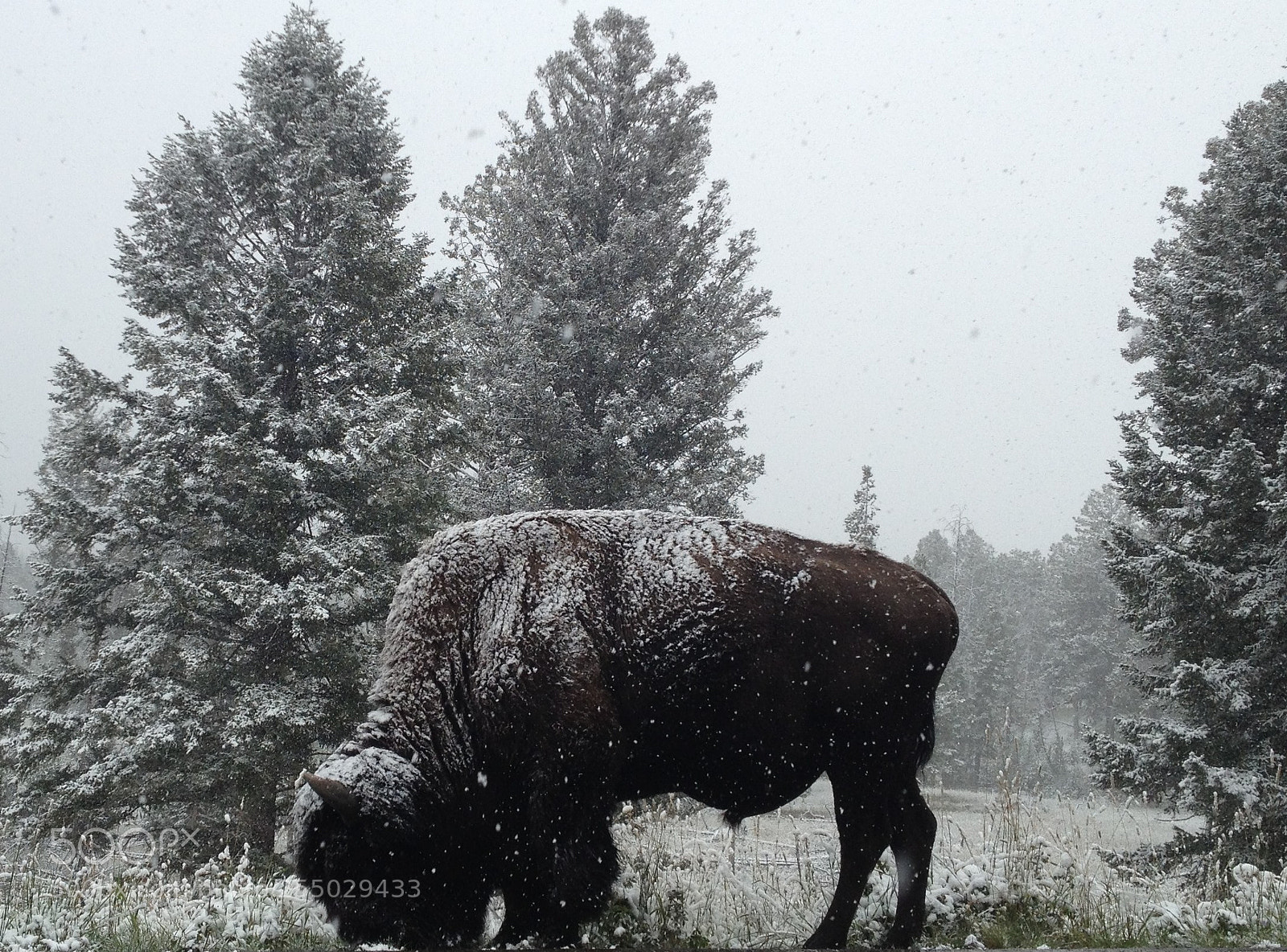 Apple iPhone 4S sample photo. Snowy bison photography