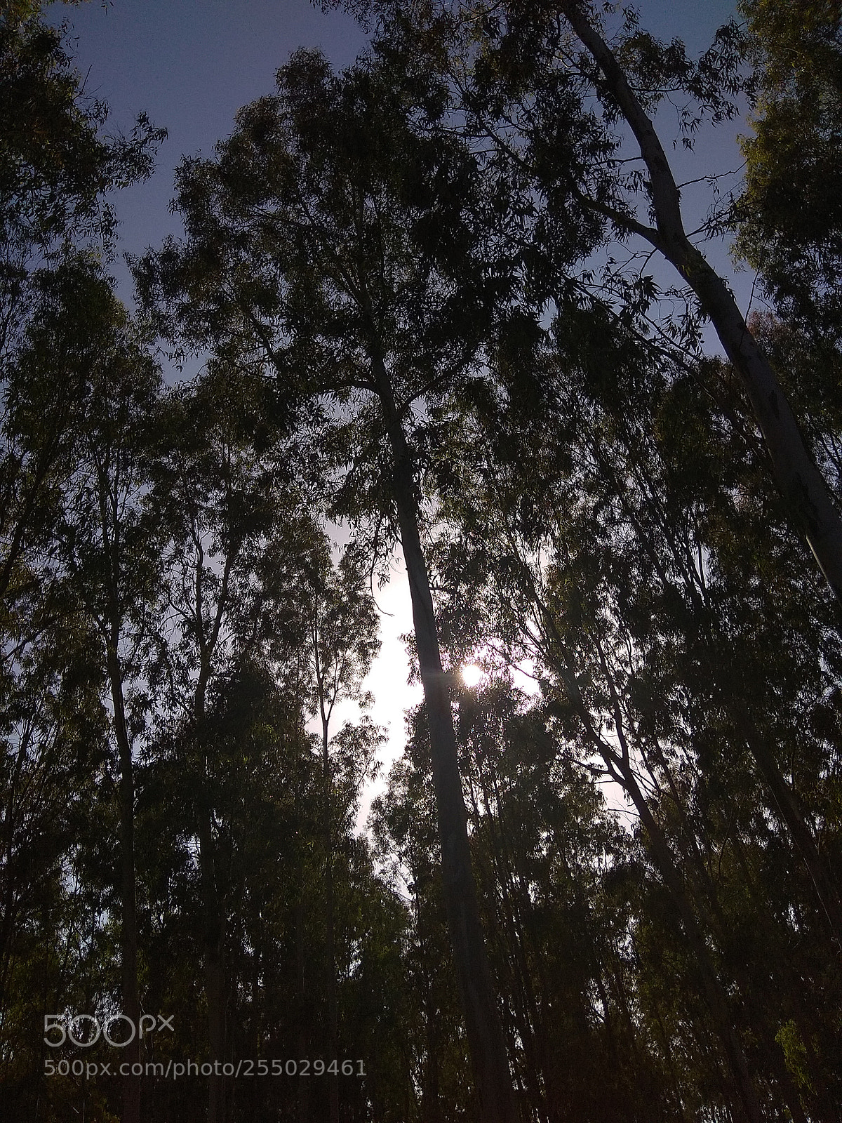 Xiaomi Redmi Note 4 sample photo. Untitled photography