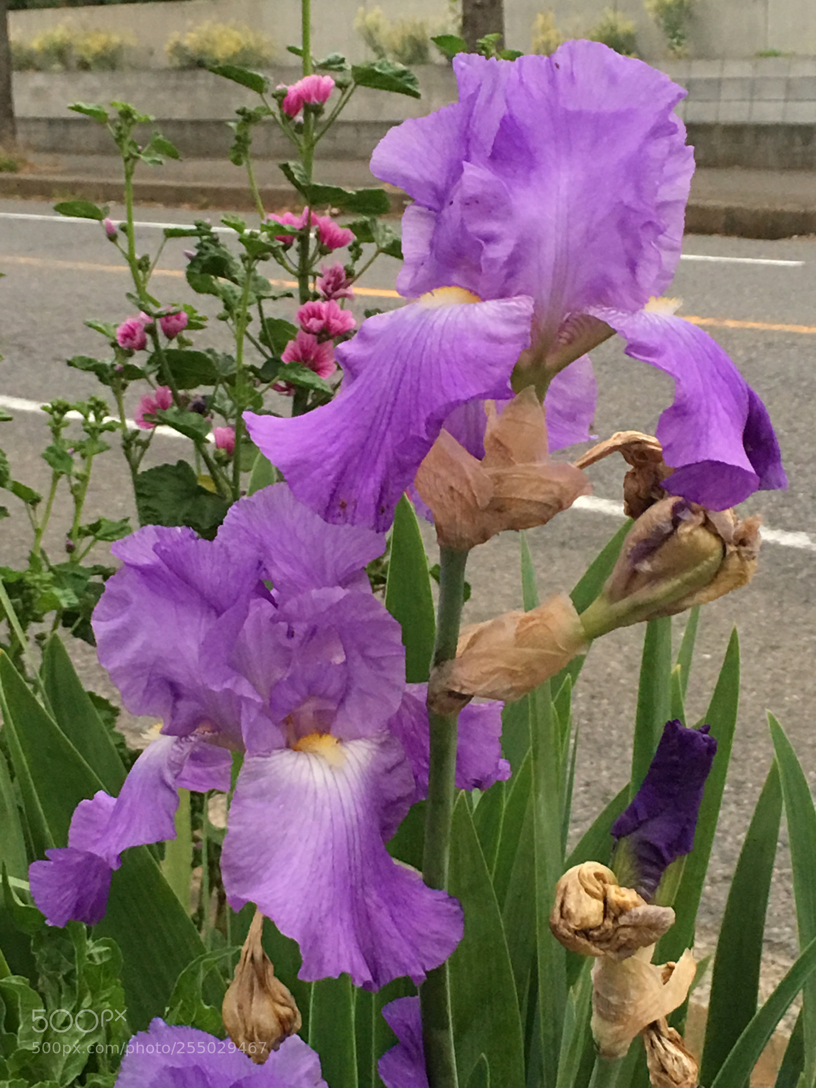 Apple iPhone 6s Plus sample photo. Spring2018 flowers photography