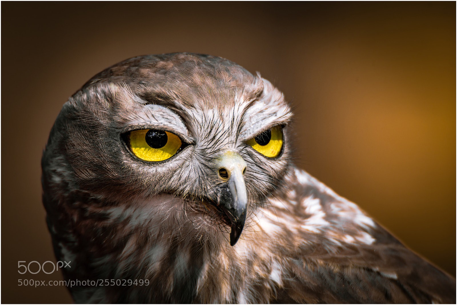 Nikon D7200 sample photo. The eyes are the photography