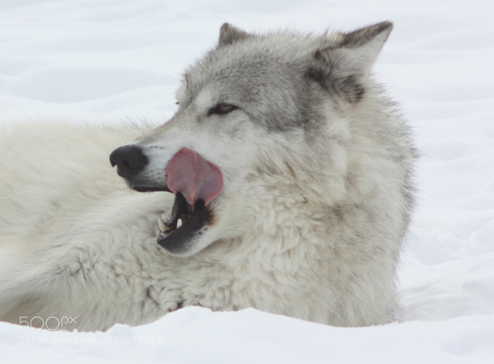 Canon EOS 450D (EOS Rebel XSi / EOS Kiss X2) sample photo. Wolf tongue photography