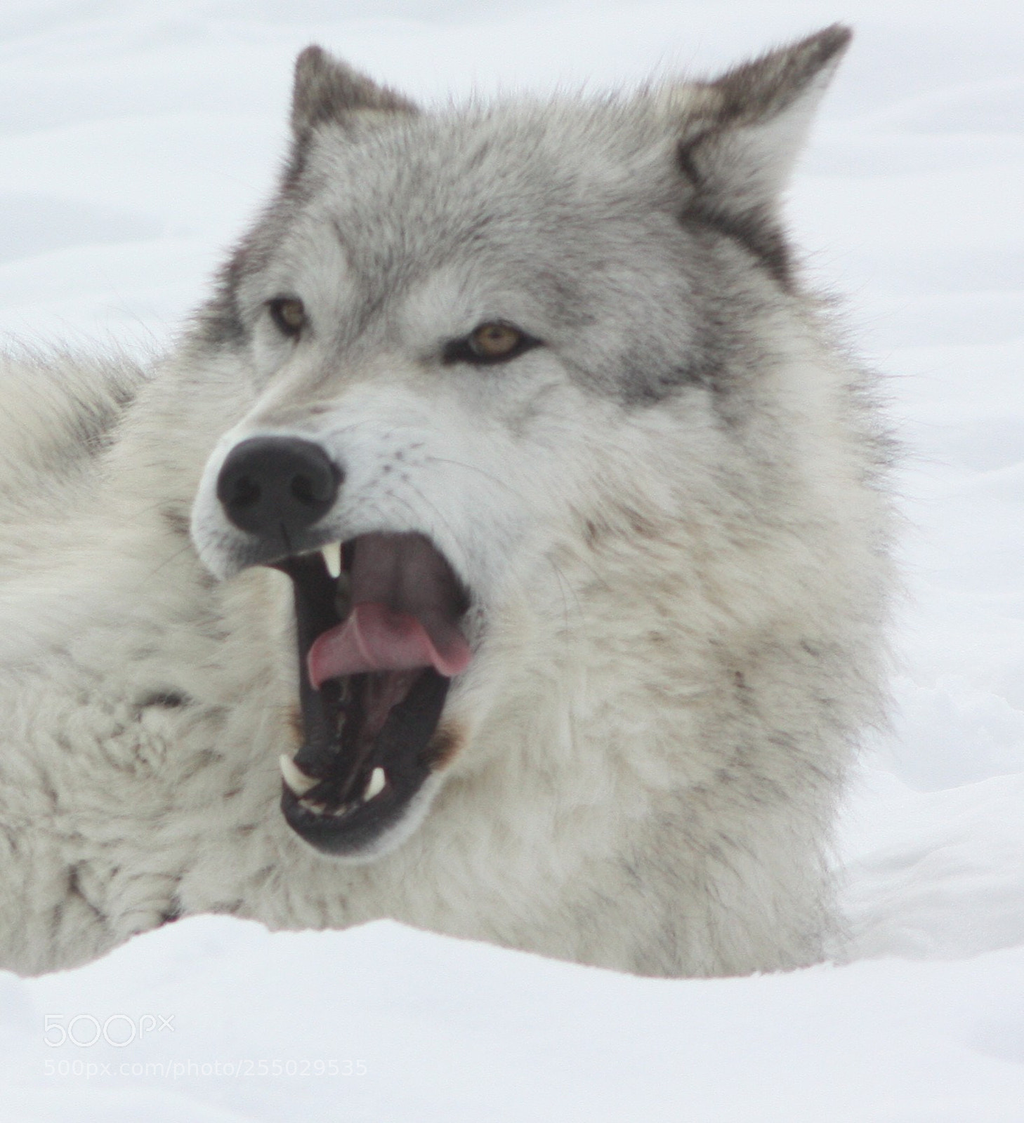 Canon EOS 450D (EOS Rebel XSi / EOS Kiss X2) sample photo. Wolf yawn photography