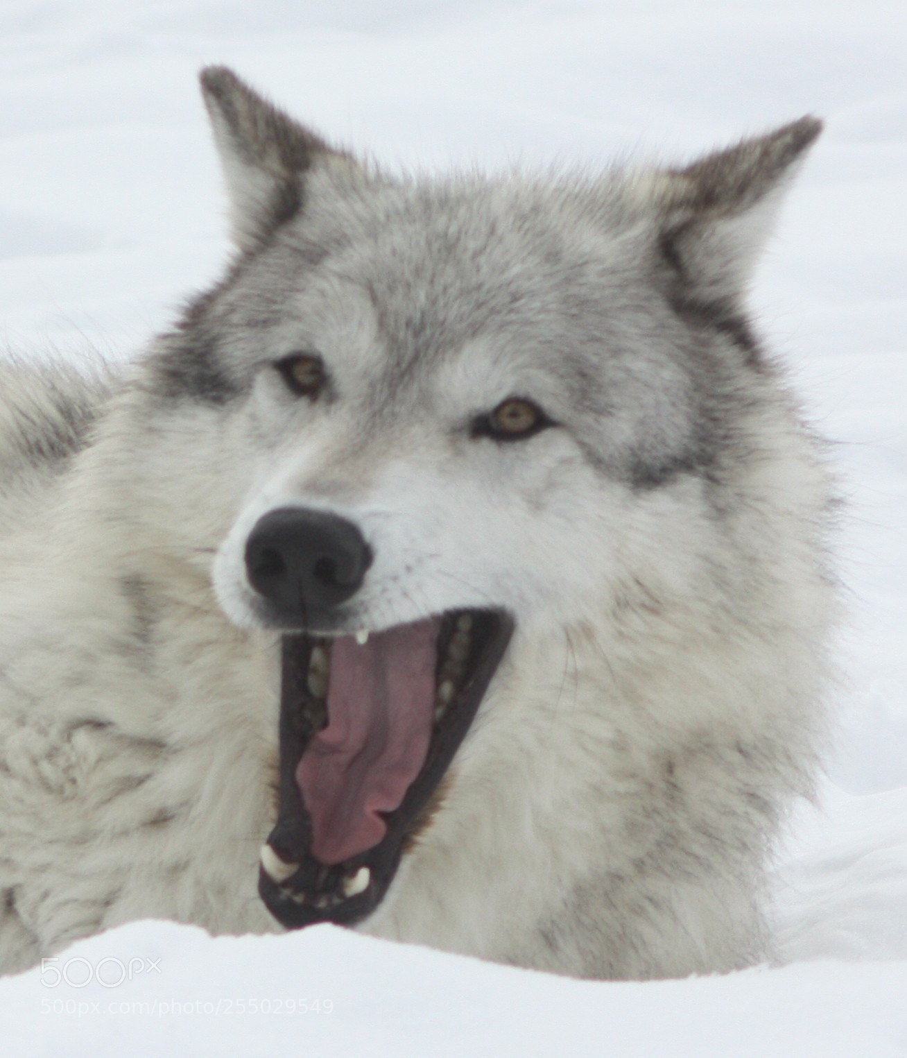 Canon EOS 450D (EOS Rebel XSi / EOS Kiss X2) sample photo. Wolf yawn photography