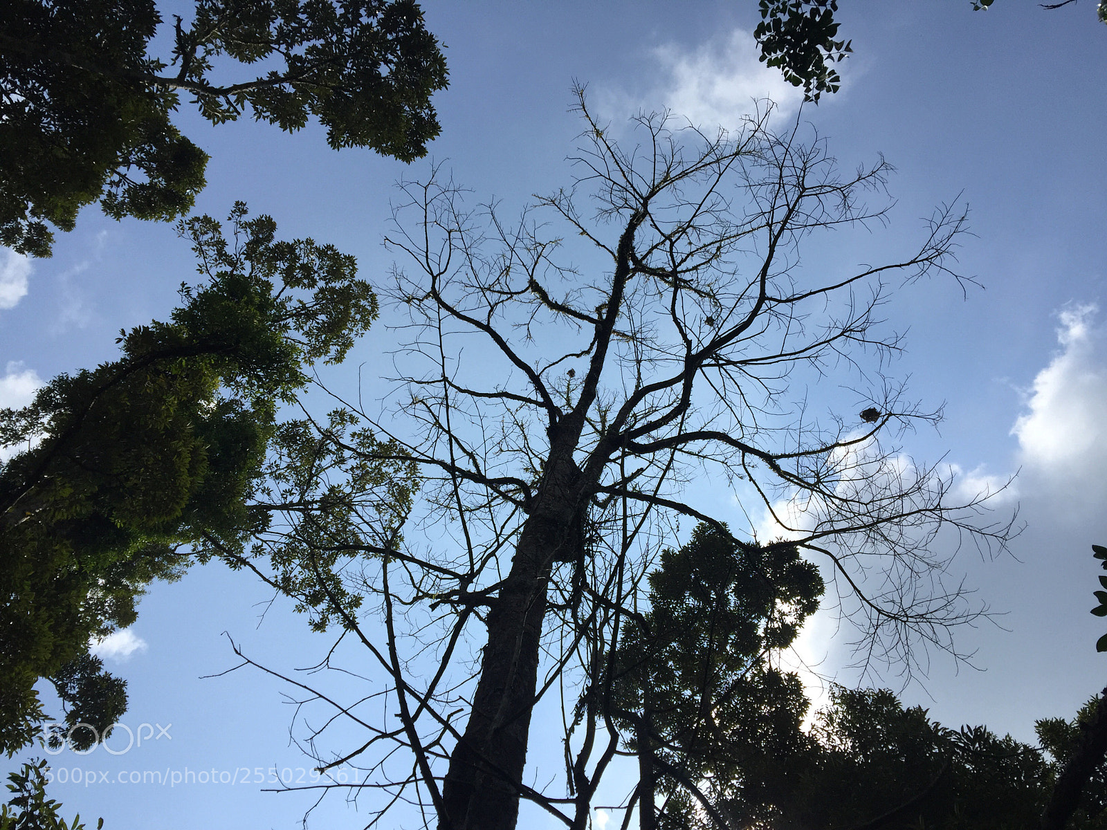 Apple iPhone 6 Plus sample photo. Belakang rumah photography