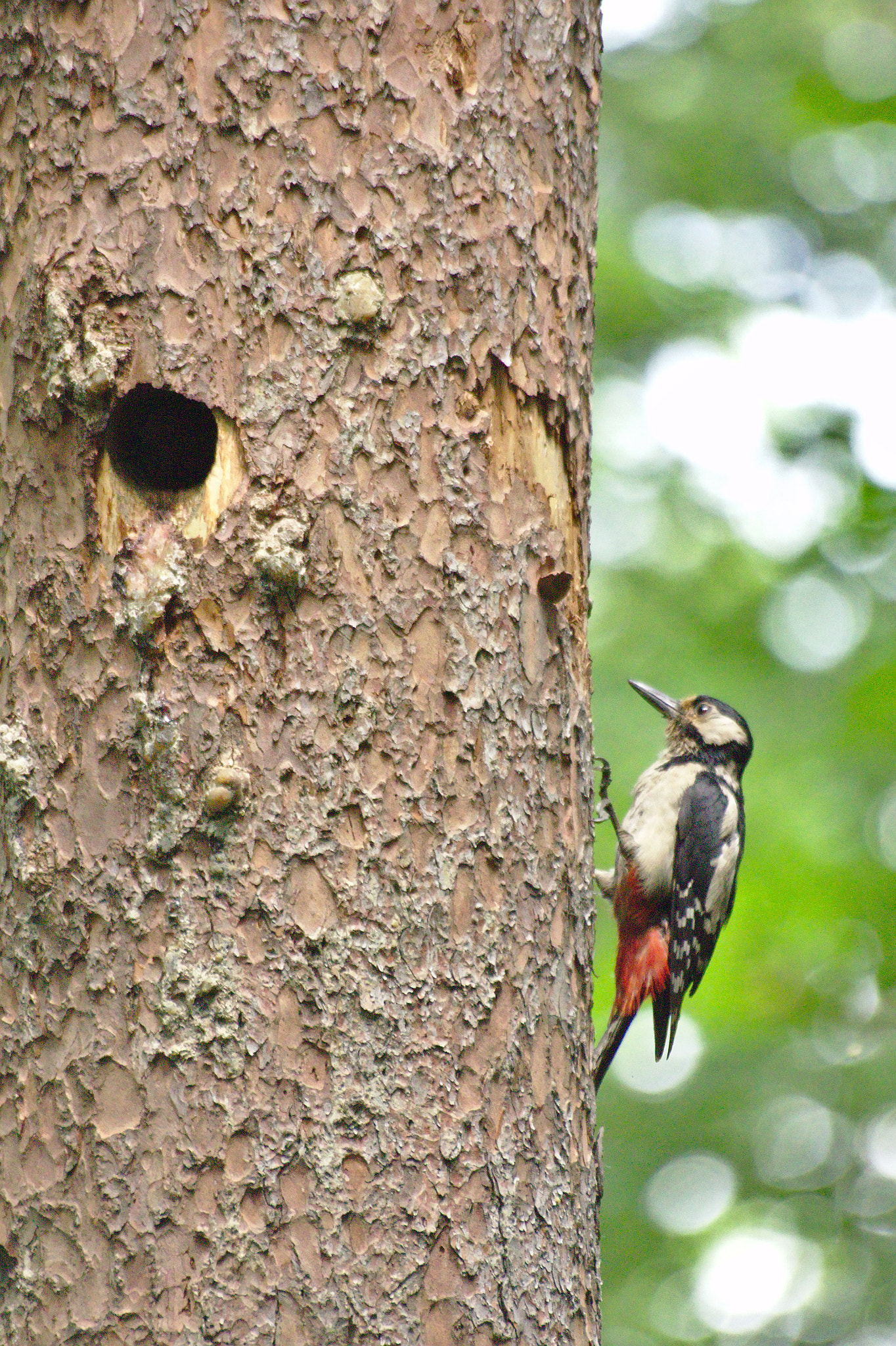 Canon EOS 550D (EOS Rebel T2i / EOS Kiss X4) + Sigma 70-300mm F4-5.6 APO DG Macro sample photo. Great spotted woodpecker photography