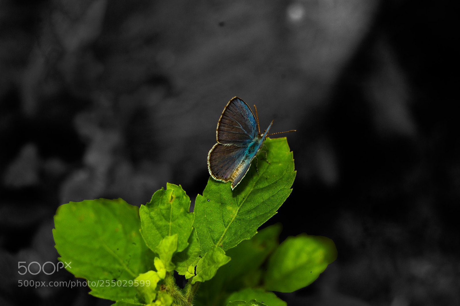 Nikon D50 sample photo. Beaute solitaire photography