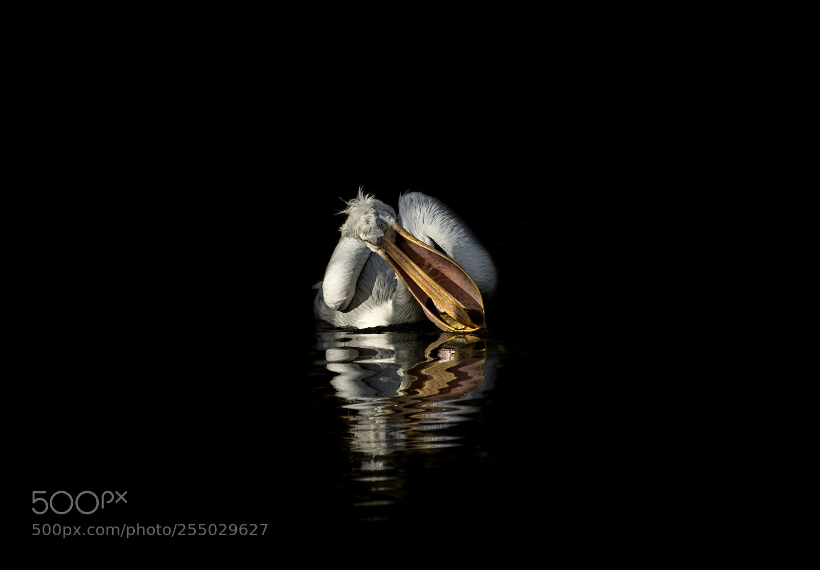 Nikon D7100 sample photo. Pelican photography