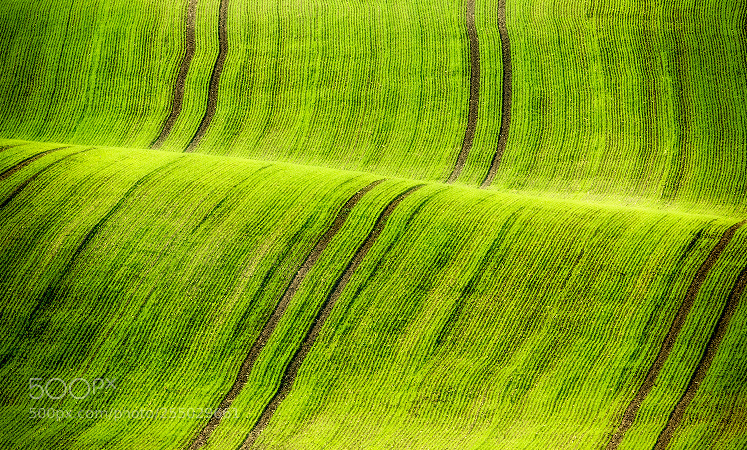 Nikon D700 sample photo. Spring texture photography