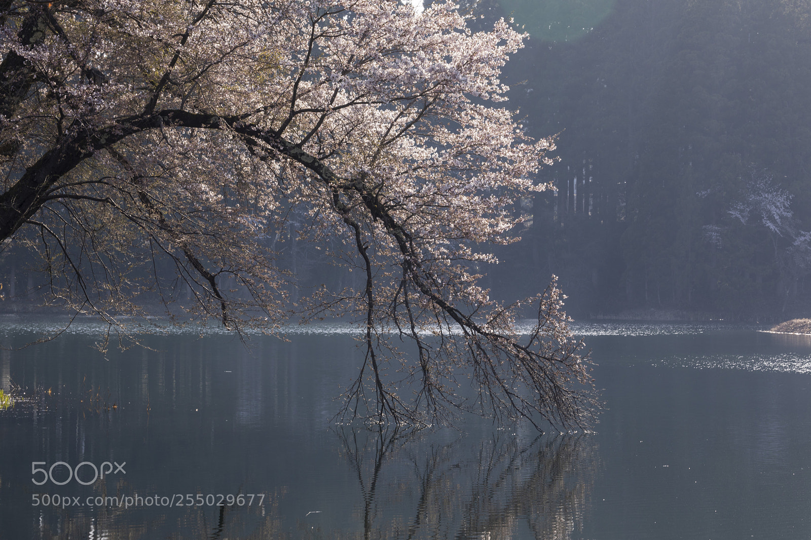 Canon EOS 5D Mark IV sample photo. 触れ合う photography