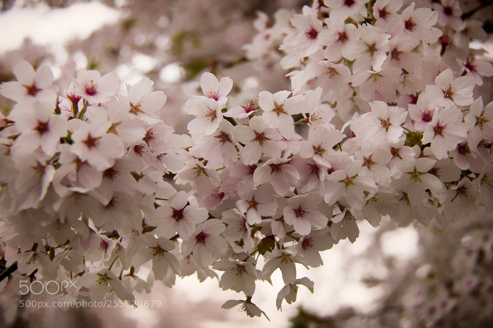 Canon EOS 70D sample photo. Cherry blossom photography