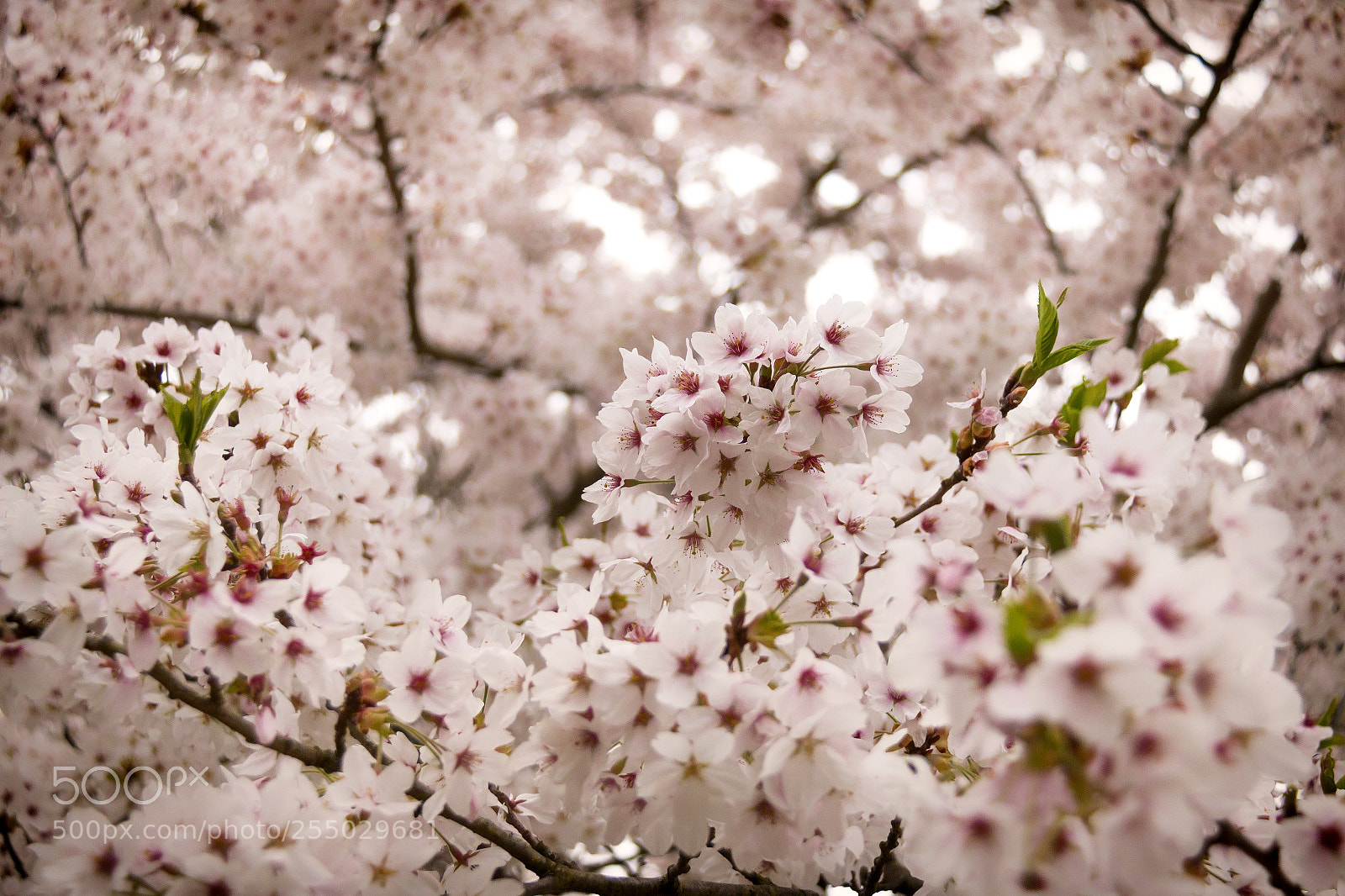 Canon EOS 70D sample photo. Cherry blossom photography