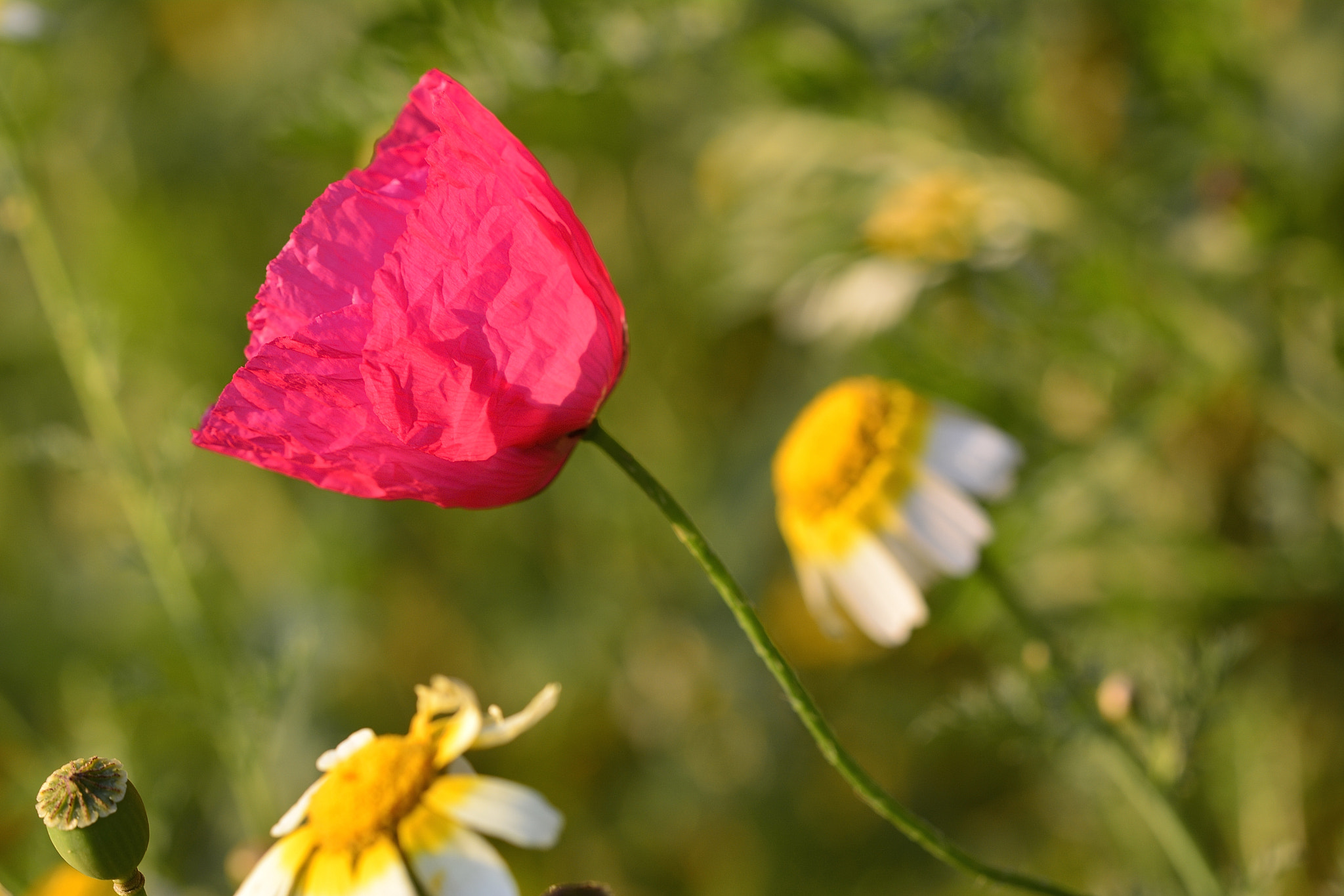 Nikon D7100 sample photo. Pink poppy photography