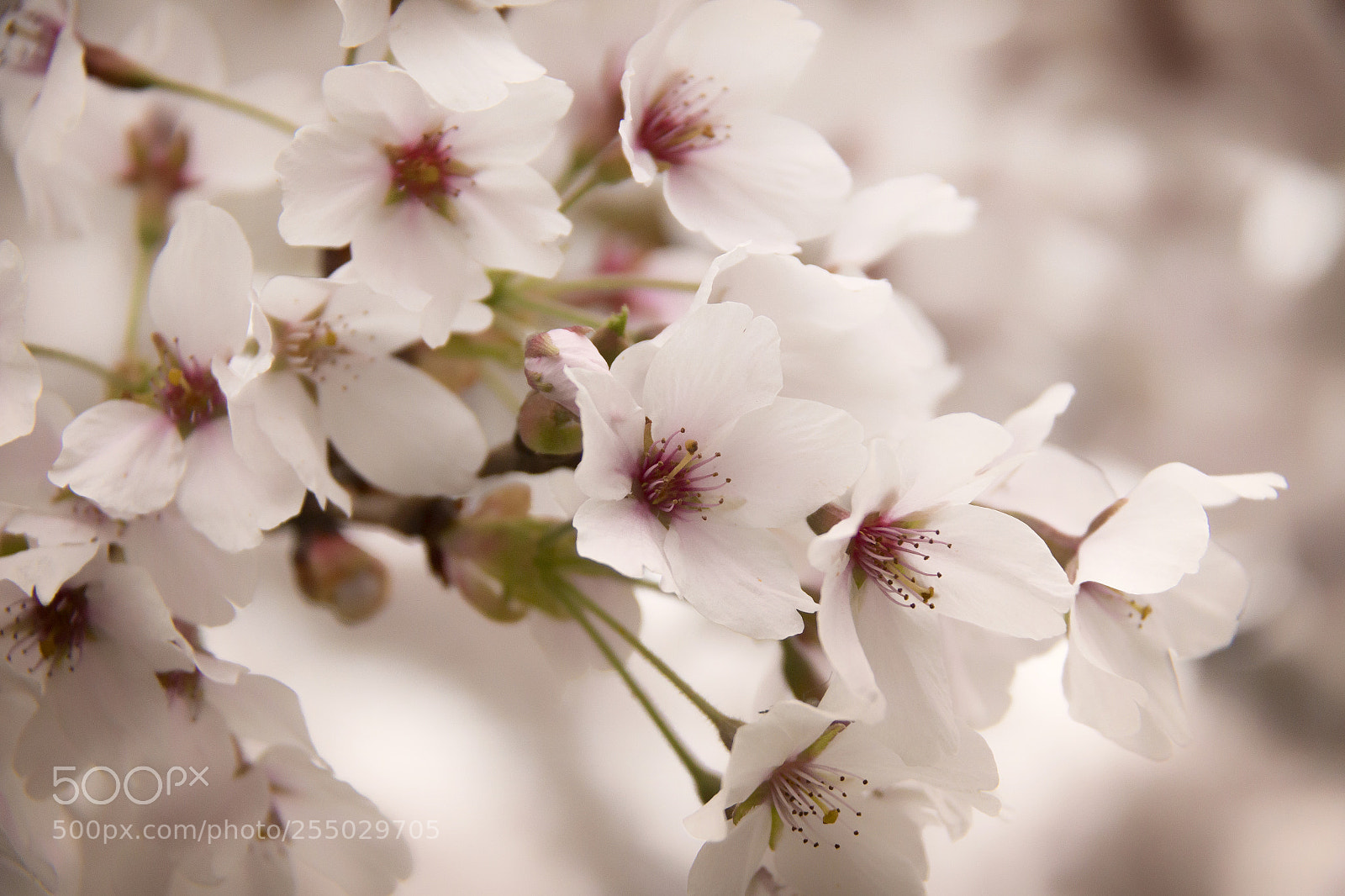 Canon EOS 70D sample photo. Cherry blossom photography