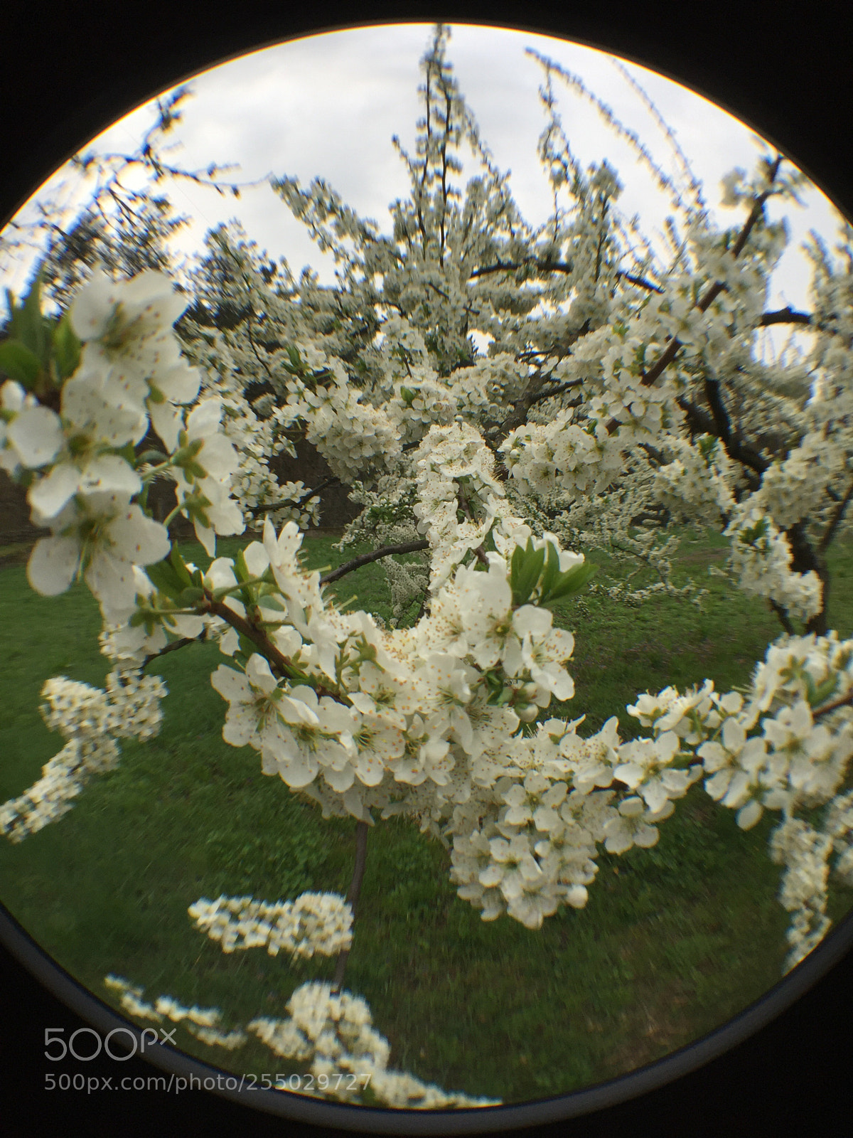 Apple iPhone 6 sample photo. Fioritura photography