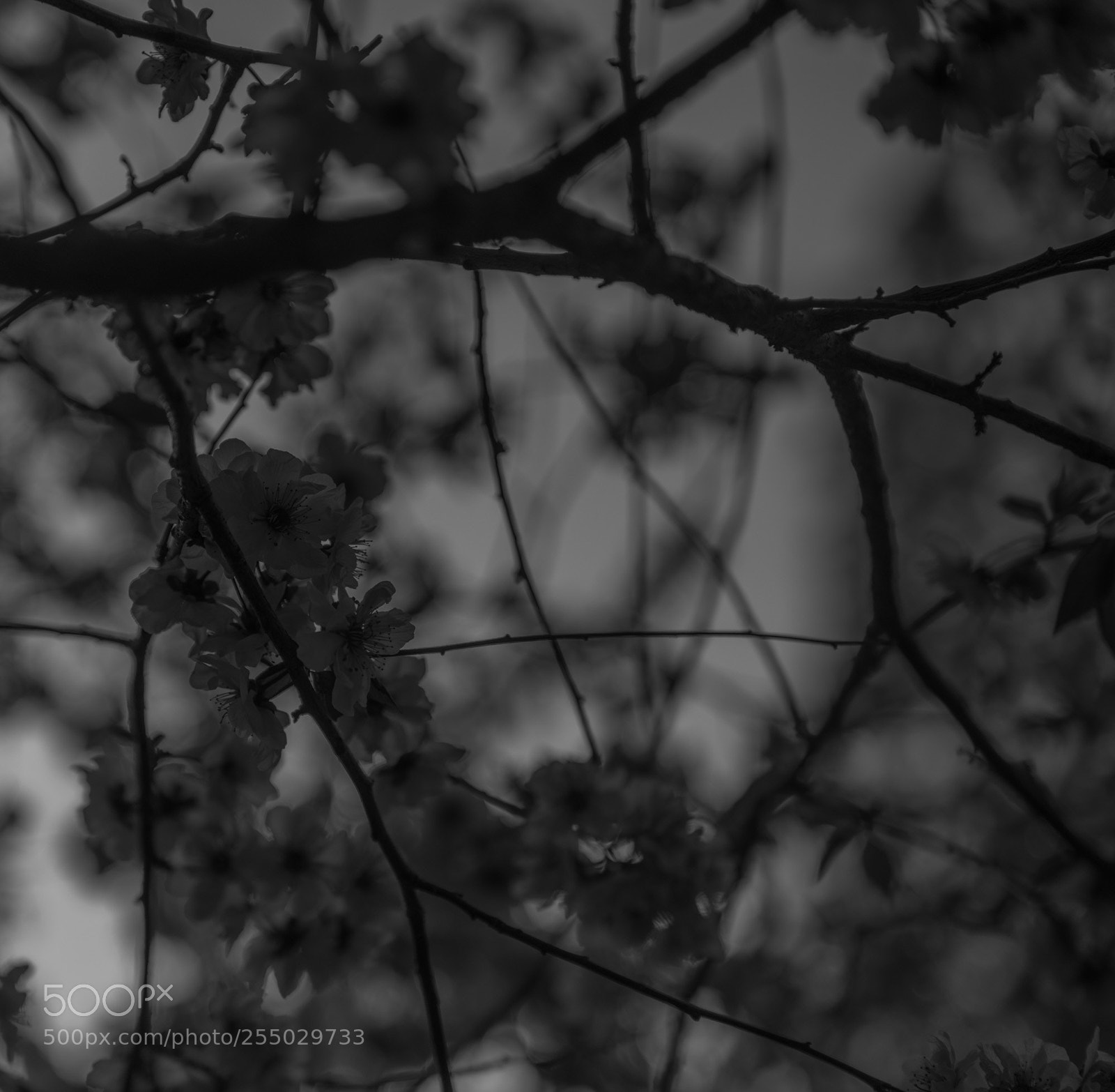 Canon EOS 5D Mark IV sample photo. Flowers in yuyuantan park. photography