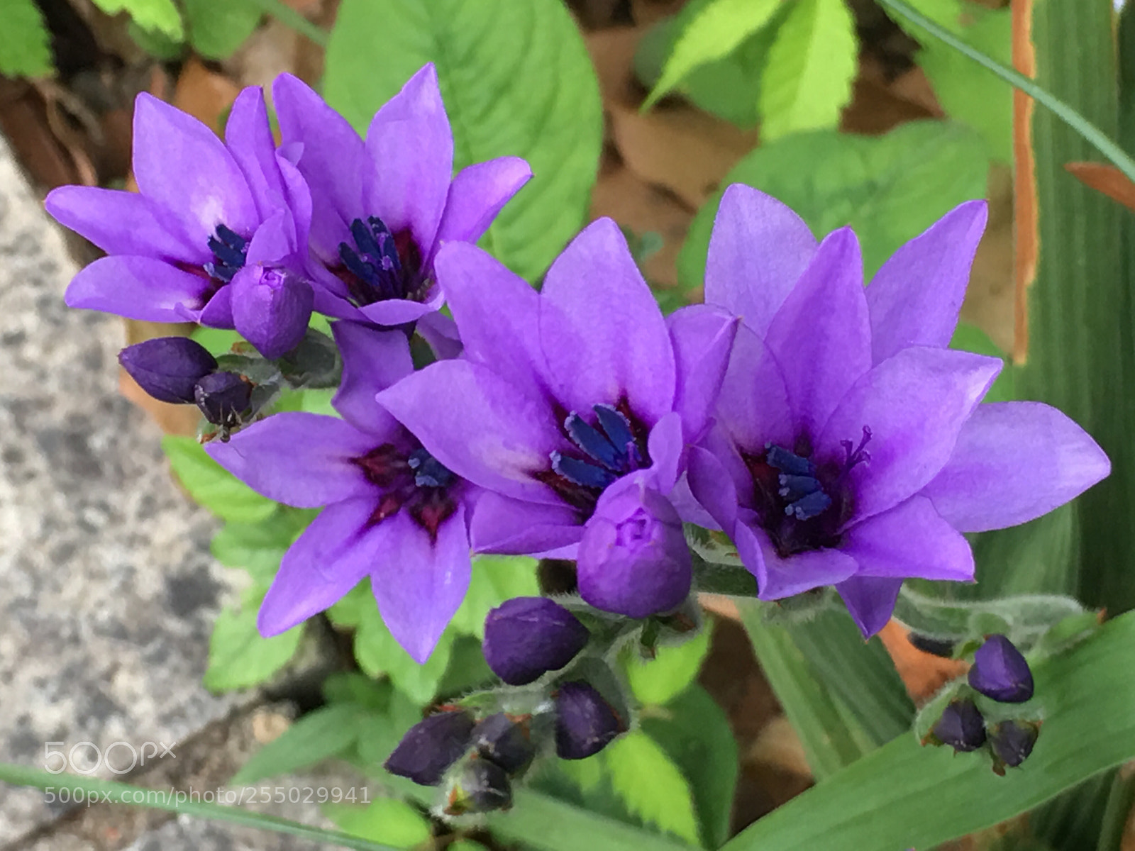 Apple iPhone 6s Plus sample photo. Spring2018 flowers photography