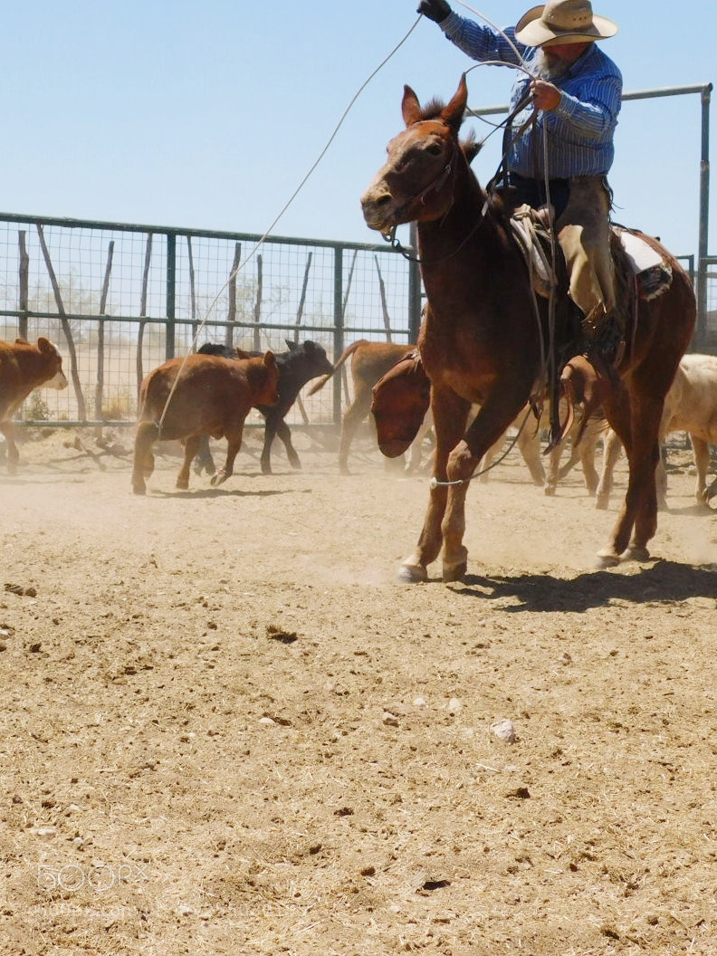 Nikon Coolpix B500 sample photo. "pulling" photography