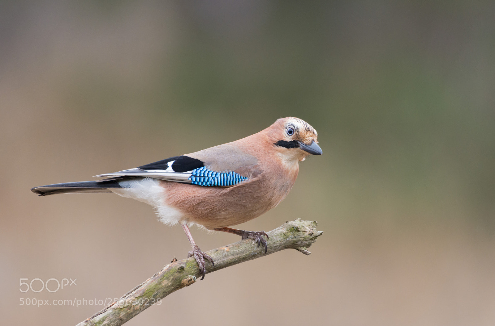 Nikon D7200 sample photo. Eurasian jay photography