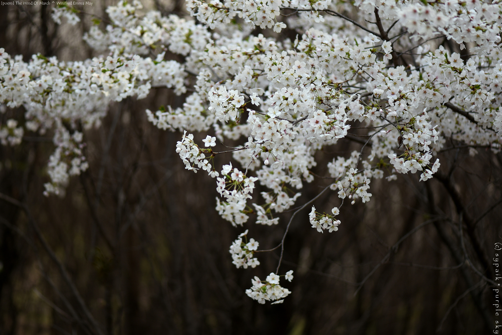 Nikon AF-S Micro-Nikkor 105mm F2.8G IF-ED VR sample photo. The winds of march ** photography