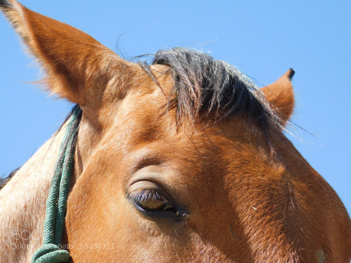 Nikon Coolpix B500 sample photo. "the ears" photography