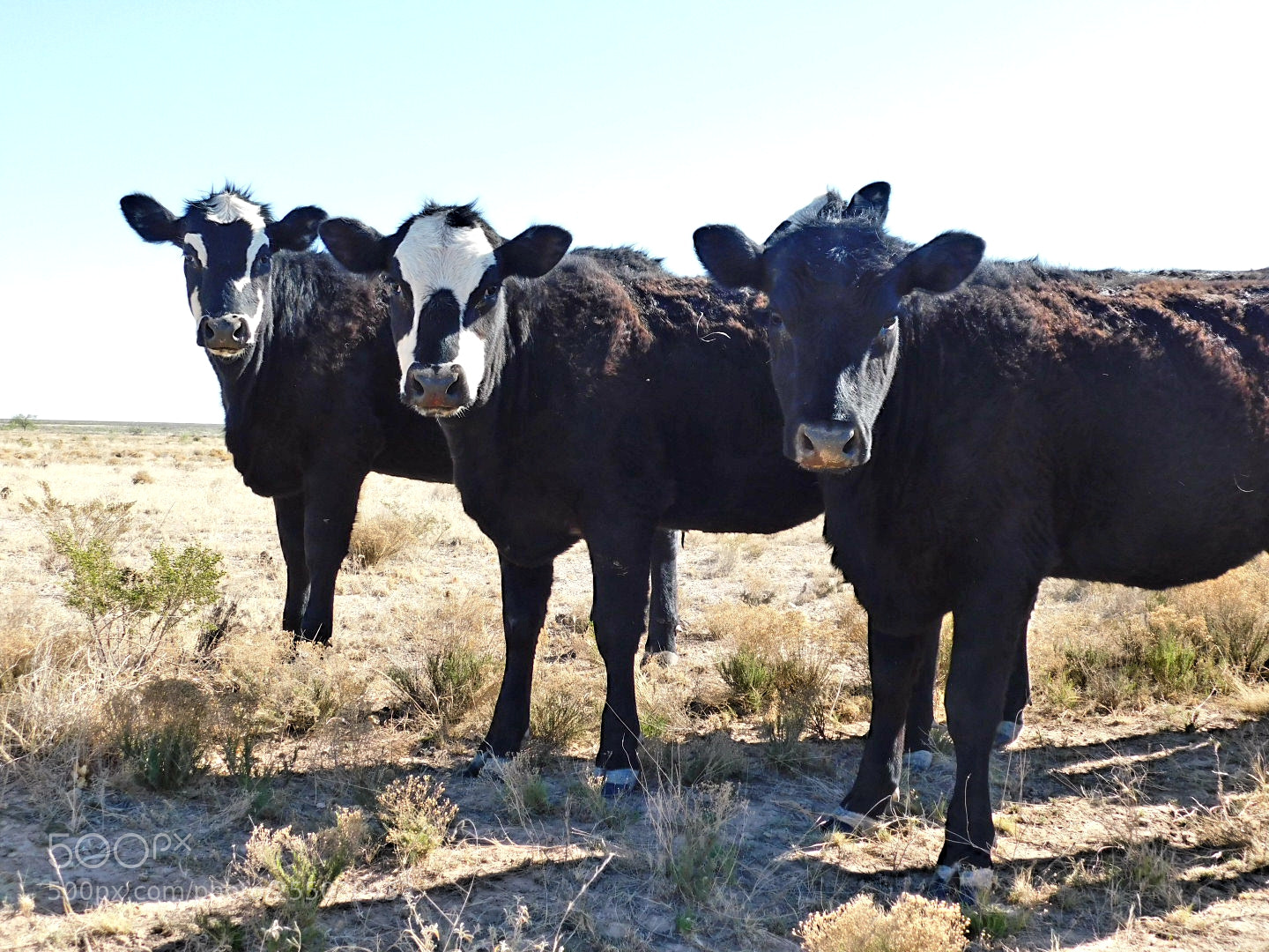 Nikon Coolpix B500 sample photo. "3 lovely ladies" photography