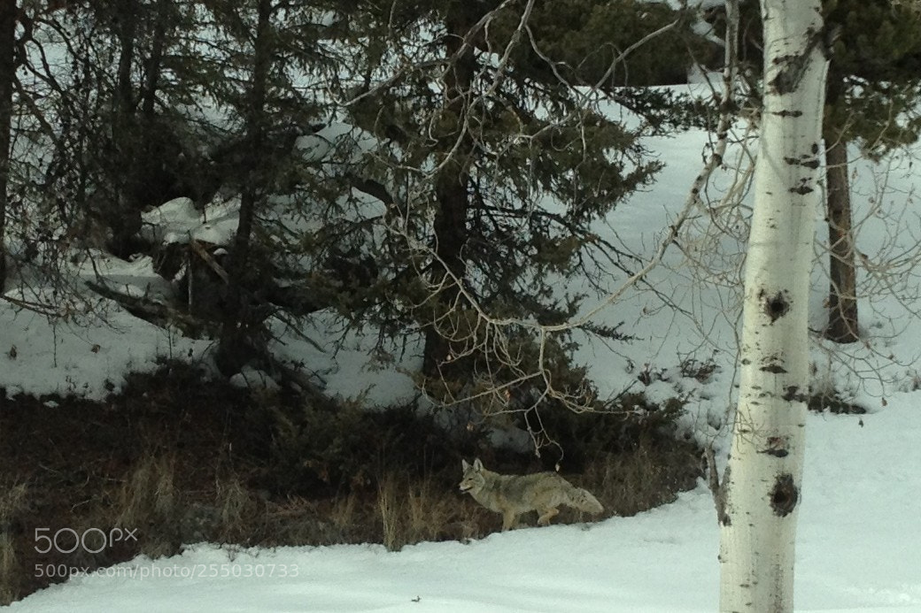 Apple iPhone 4S sample photo. Coyote in winter photography