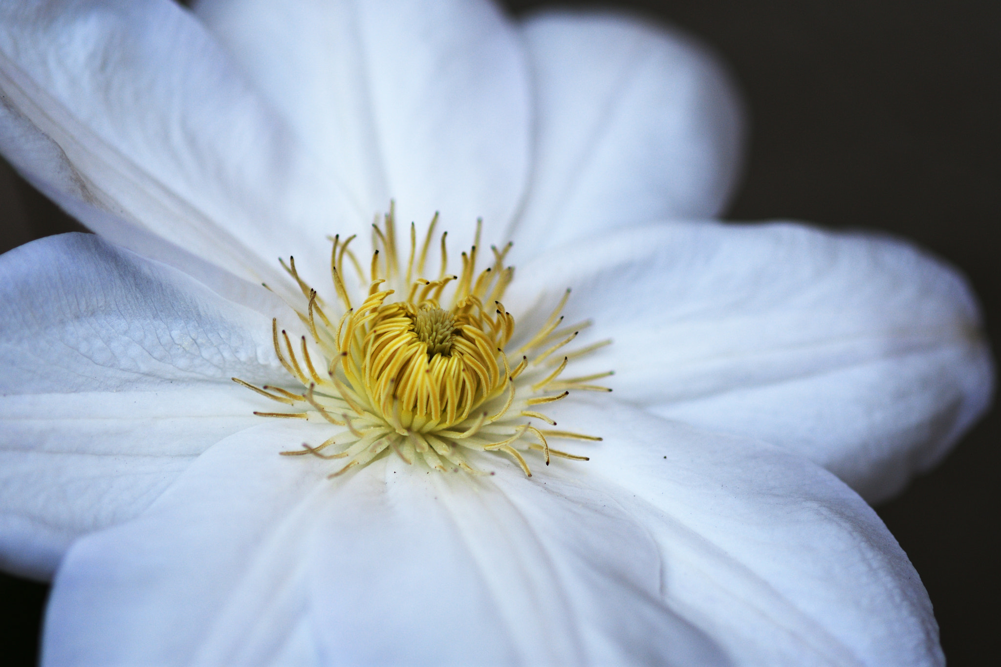 Sigma 105mm F2.8 EX DG Macro sample photo. 花 photography