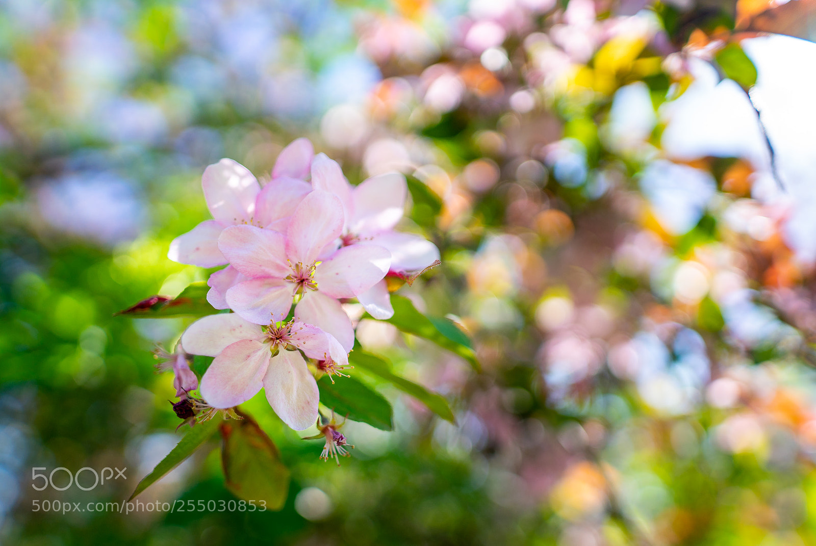 Sony a7 II sample photo. Spring palette photography