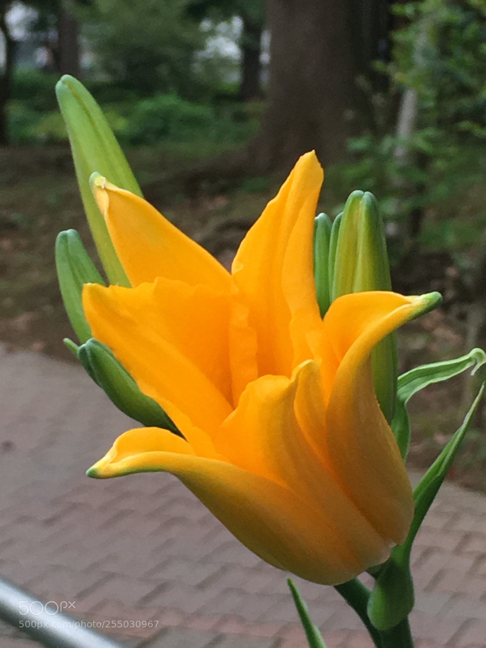 Apple iPhone 6s Plus sample photo. Spring2018 flowers photography