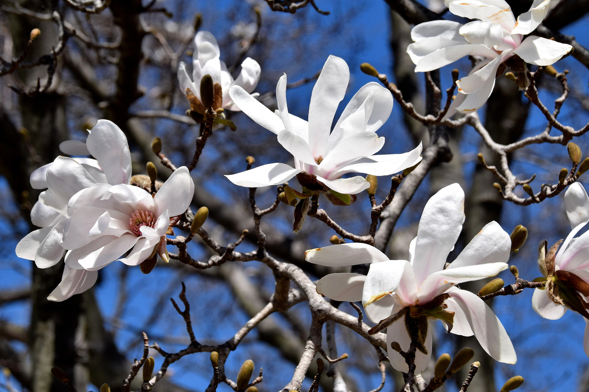 Nikon D5300 + Sigma 18-250mm F3.5-6.3 DC Macro OS HSM sample photo. Spring in bloom photography