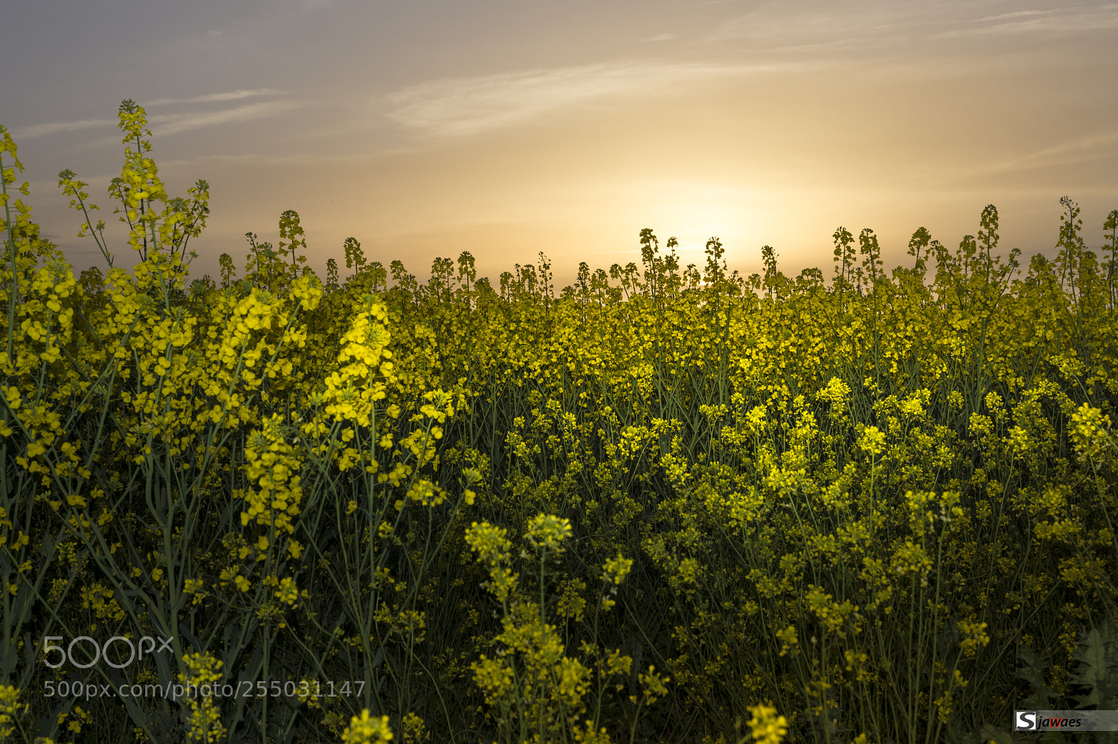 Nikon D7200 sample photo. Sunset in the field photography