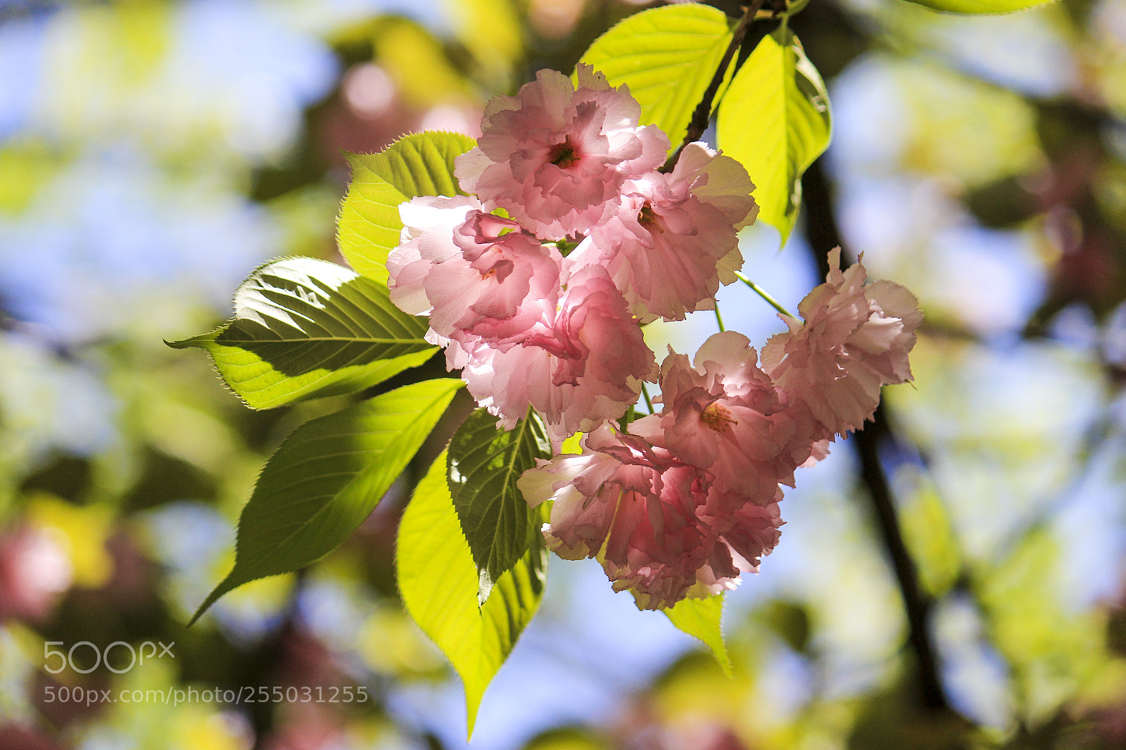 Canon EOS 600D (Rebel EOS T3i / EOS Kiss X5) sample photo. Crystal sakura 2 photography