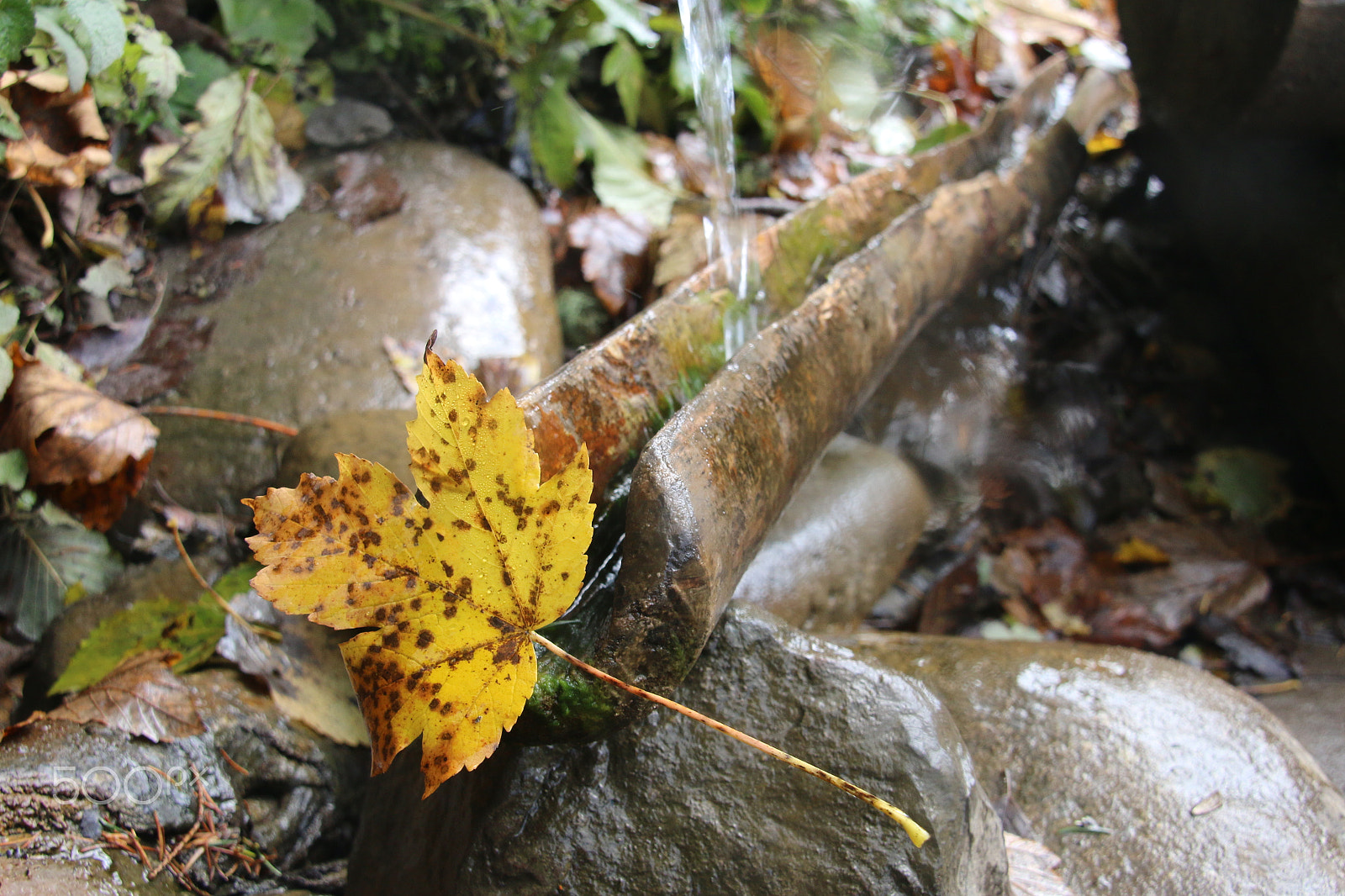 Canon EOS 70D sample photo. Water flowing, forest photography