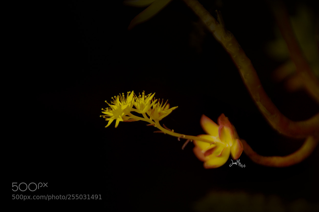 Sony SLT-A58 sample photo. Amarillo sobre necro. photography