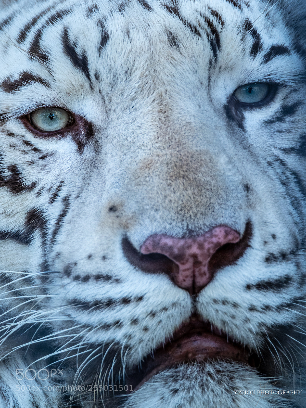 Olympus OM-D E-M1 Mark II sample photo. White tiger photography