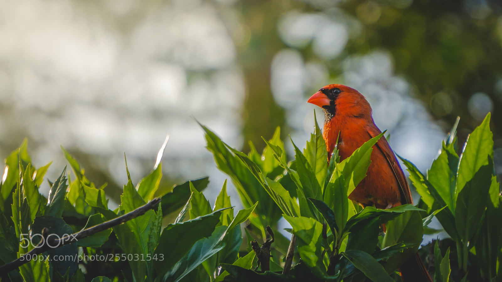Sony a6000 sample photo. Cardinal on bush photography