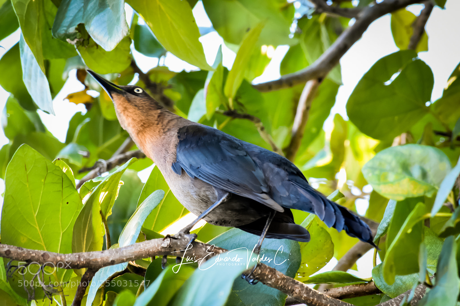 Nikon D7200 sample photo. Bird photography