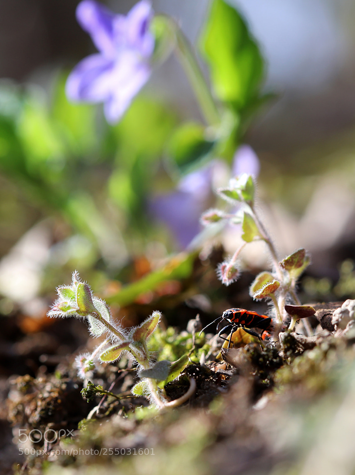 Canon EOS 6D Mark II sample photo. Big little world photography